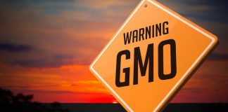 gmo and cancer link