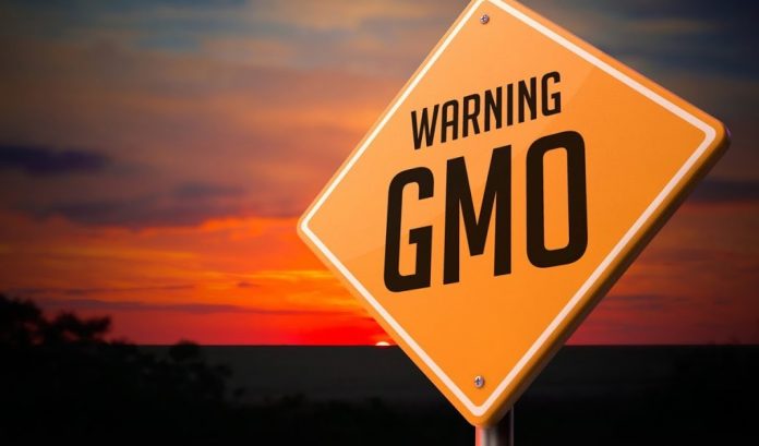 gmo and cancer link